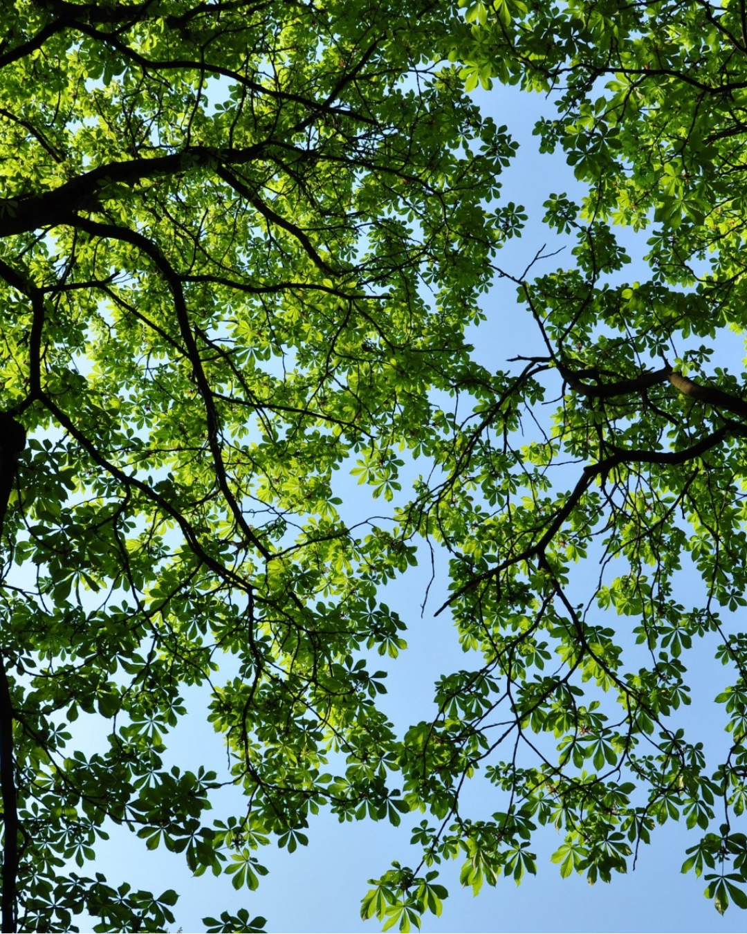FEUILLES